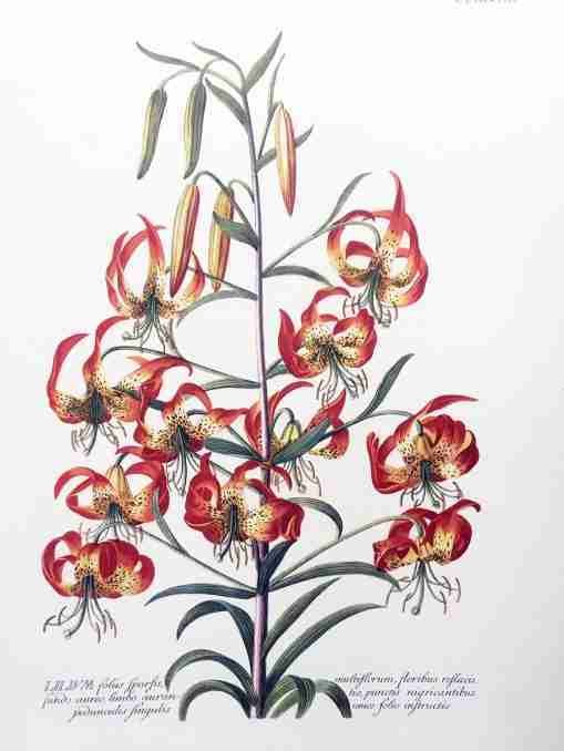 Buy Great Flower Books 1700-1900. A Bibliographical Record of Two Centuries of Finely-Illustrated Flower Books.