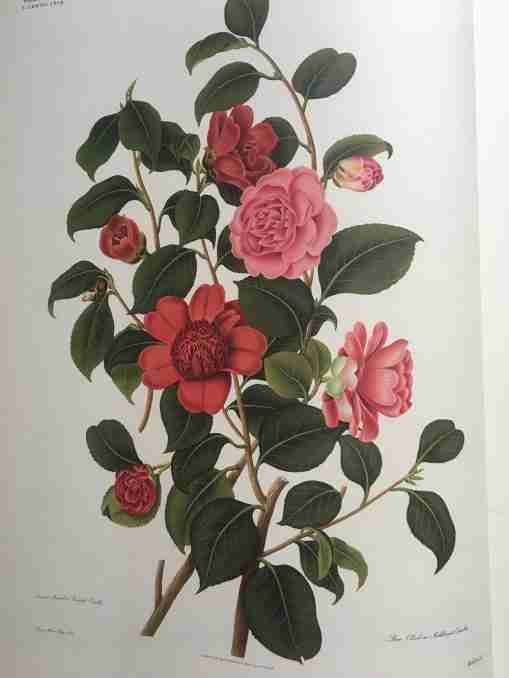 Buy Great Flower Books 1700-1900. A Bibliographical Record of Two Centuries of Finely-Illustrated Flower Books.