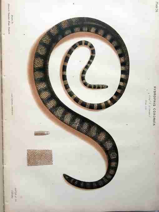 The Thanatophidia of India Being a Description of the Venomous Snakes of the Indian Peninsula, with an Account of the Influence of their Poison on Life ; and a Series of Experiments.