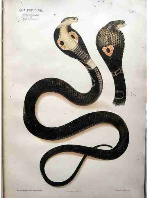 The Thanatophidia of India Being a Description of the Venomous Snakes of the Indian Peninsula, with an Account of the Influence of their Poison on Life ; and a Series of Experiments.